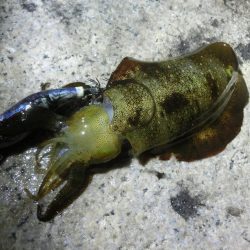 アオリ狙いが剣先に