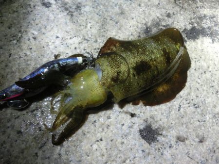 アオリ狙いが剣先に