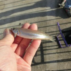 ゆったりとキス釣り