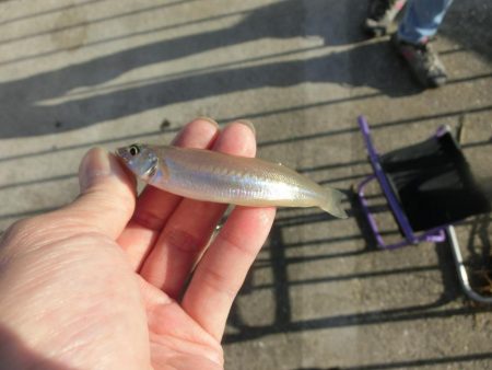 ゆったりとキス釣り