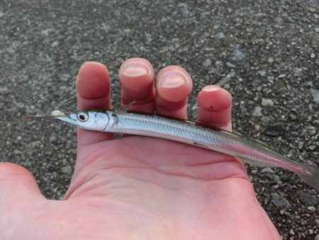 サヨリ爆釣だがサイズがちょっと・・・