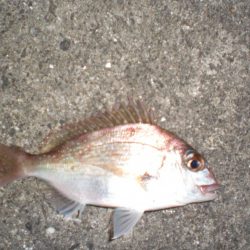 アオリイカ居ない