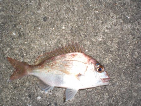 アオリイカ居ない