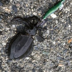 アオリイカ 湾内サイト