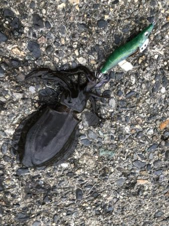 アオリイカ　湾内サイト