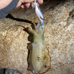 ゴロタでエギング!