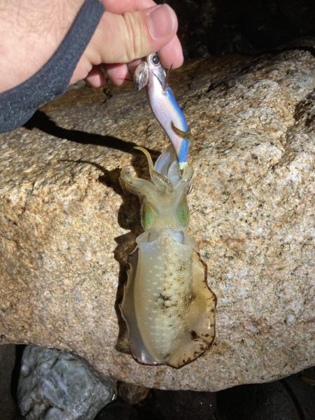 ゴロタでエギング！