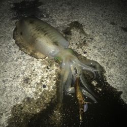 朝マズメに良型アオリイカGET