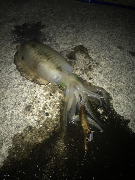 朝マズメに良型アオリイカGET