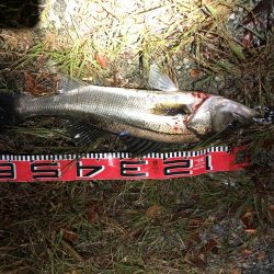 シーバスシーズン６２cm