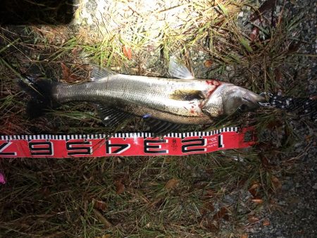 シーバスシーズン６２cm