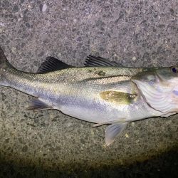 ナイトシーバス