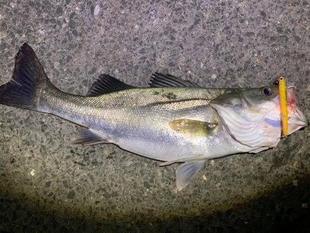 ナイトシーバス