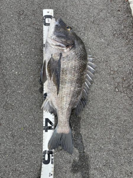 イチノ兄弟、釣果！