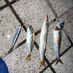 ファミリーフィッシング