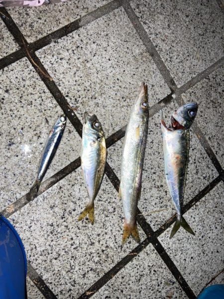 ファミリーフィッシング