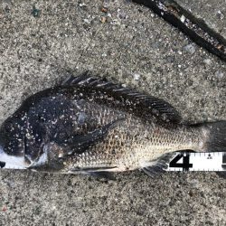 イチノ兄弟、釣果！