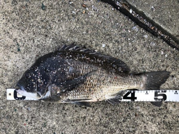 イチノ兄弟、釣果！