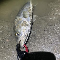 久々の橋脚明暗