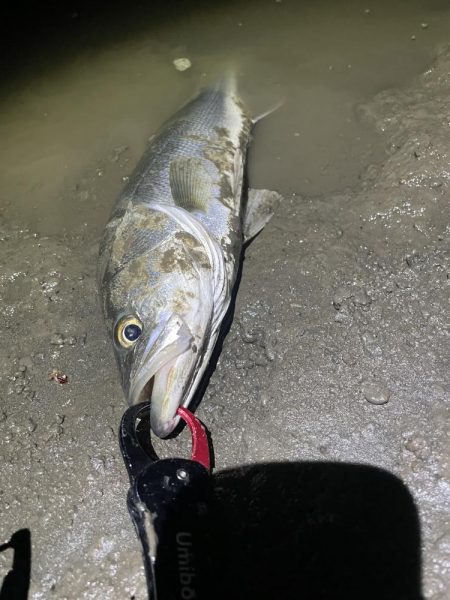 久々の橋脚明暗