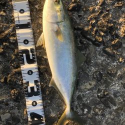 場所ムラあり青物好調