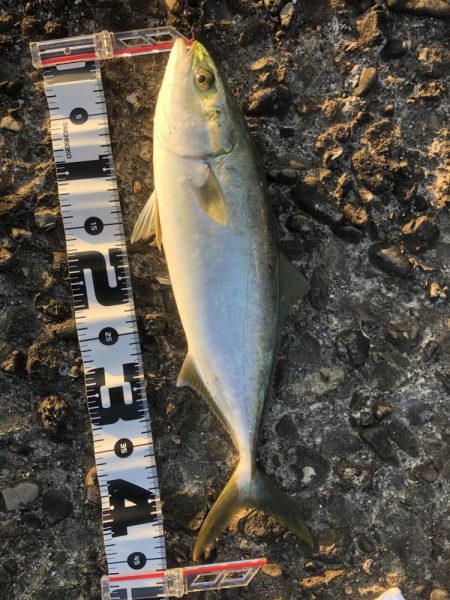 場所ムラあり青物好調