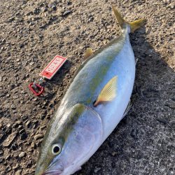 ナブラは終了!?