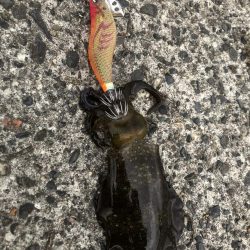 アオリイカエギング　価値ある1杯