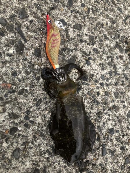 アオリイカエギング　価値ある1杯