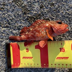 まさか翼港でガシラが釣れるとは…