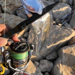 尺アジ居てます!