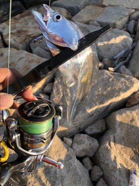 尺アジ居てます！