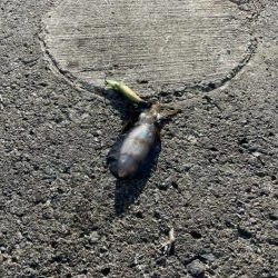 五幡海水浴場　付近　1杯