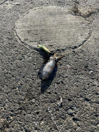 五幡海水浴場　付近　1杯