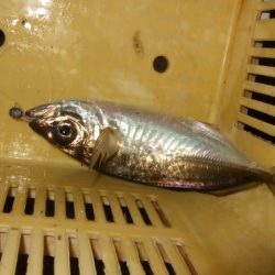 試しに行ってみたら