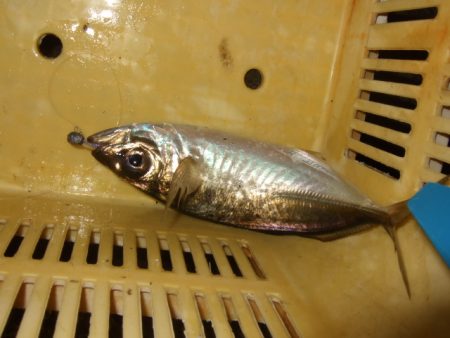 試しに行ってみたら