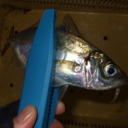 強風と寒さに耐えて