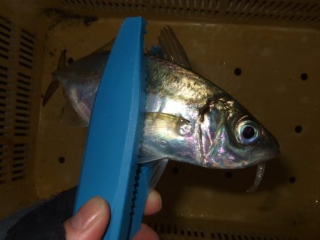 強風と寒さに耐えて