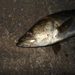 イナッ子は意識していない？