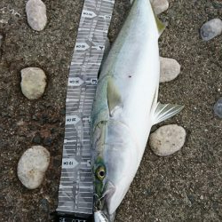 潮目狙い的中！自己最長メジロ70cm!