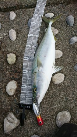 潮目狙い的中！自己最長メジロ70cm!