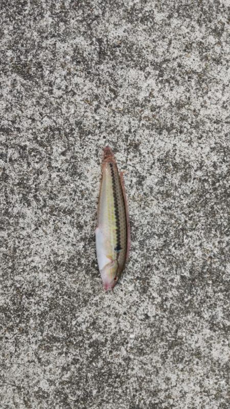 雑魚ばかり