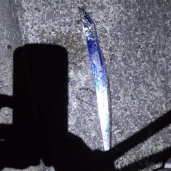 大サバまだまだ爆釣