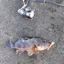 ライトワインドでガシラゲーム