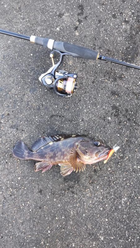 ライトワインドでガシラゲーム