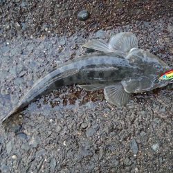 マゴチとツバス