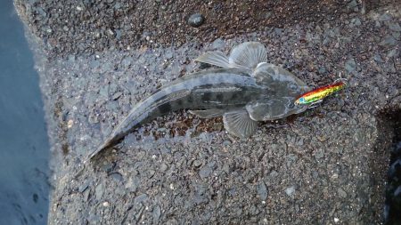 マゴチとツバス