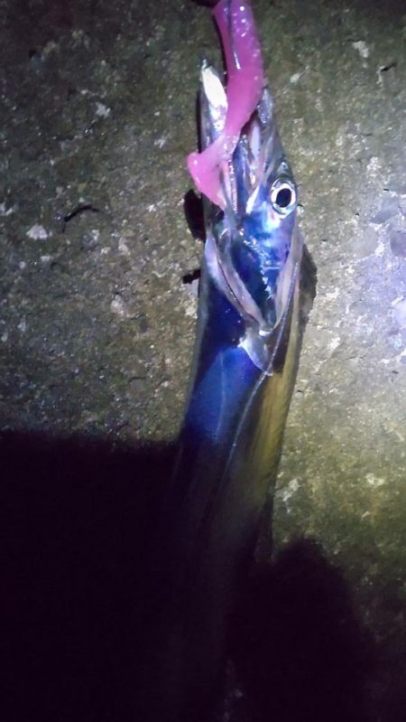 タチウオとツバス