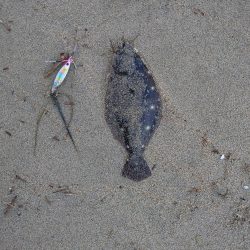 久々釣行でフラットラッシュ