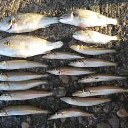 強風の播磨新島釣行